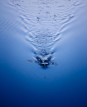 An image of a fishing bob in the water