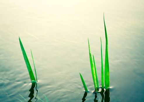 green leaves reflecting in the water