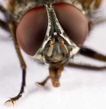Extreme close-up. Head of a domestic fly. 