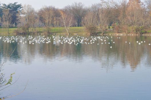 Fiume Po (River Po) in Turin Italy