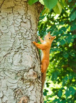 Red Squirrel (Sciurus vulgaris) on the tree