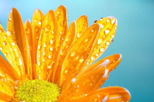 Orange chrysanthemum with water droplets against a blue background