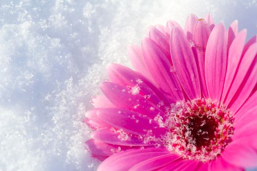 Pink gerbera daisy lying in a bed of snow