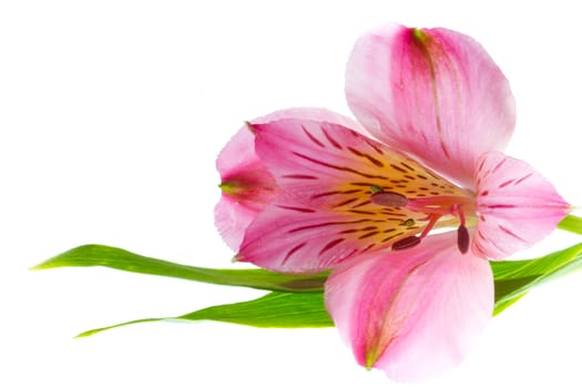 Pink alstroemeria with leaves isolated on a white background