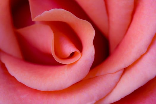 A close-up photograph of a pink rose