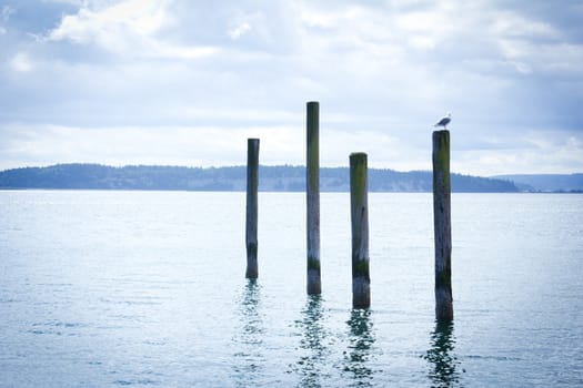 Four pylons in blue water with a seagull perched atop one pylon