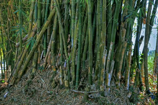 Gathering of sugar cane stalk in tropical setting