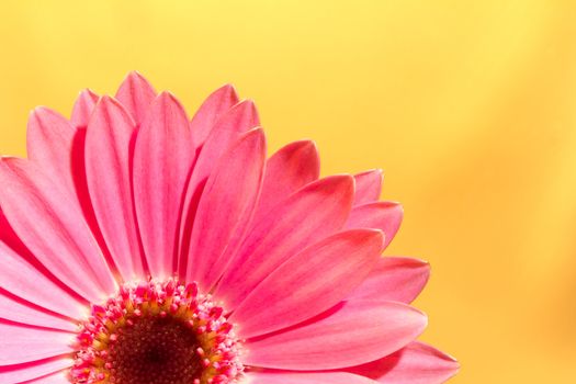 Pink gerbera daisy flower on a solid yellow background