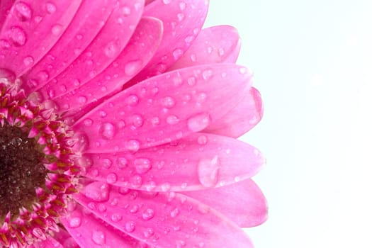 Close-up of a gerbera daisy with water droplets isolated on a white background