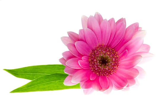 Pink gerbera daisy with leaves isolated on a white background