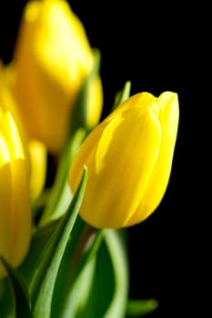 Pretty bunch of yellow tulips isolated on a black background