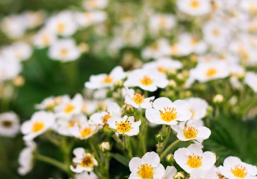 Detail of strawberry flowers on green background.