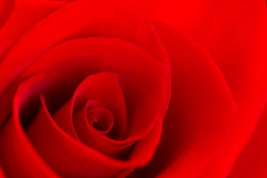 The photograph is a close-up, macro shot of the center of a red rose blossom.