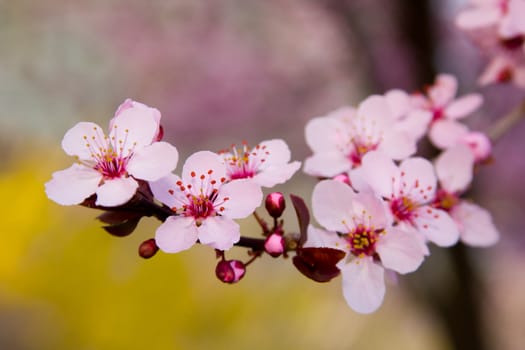 blooming pink cherry blossoms stand out against forsythia in the background