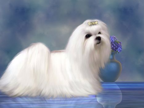 The Maltese dog is a small breed of dog in the Toy group which developed from the Mediterranean Region.