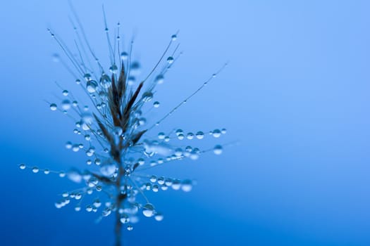 Close-up of tiny water droplets on a tiny ornamental grass blossom