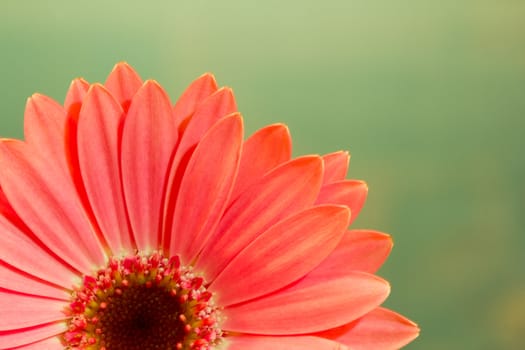 Pink gerbera daisy flower on a solid green background