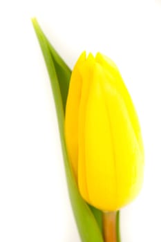 A single yellow tulip isolated on a white background