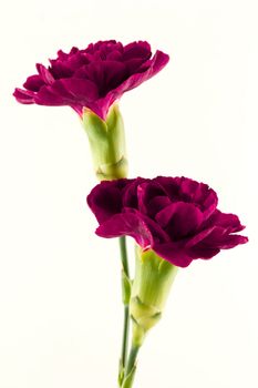 Two beautiful magenta carnation flowers isolated on a white background