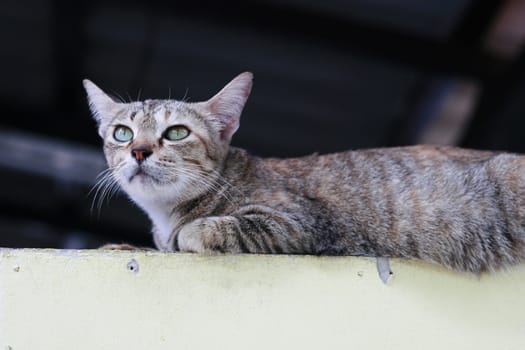 Thai cat