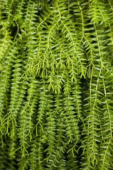 Closeup image of leaf of tropical fern