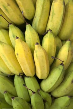 Bunch of ripening bananas on tree