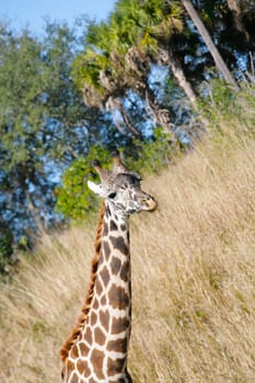 Giraffe (Giraffa camelopardalis) in South Africa