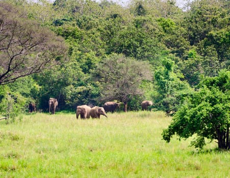 Family of wild asian elephants on near forest border, Sri Lanka