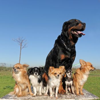 portrait of a cute purebred chihuahuas and rottweiler