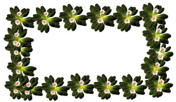 frame of primrose flowers