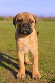 portrait of a purebred puppy Bull Mastiff in a field