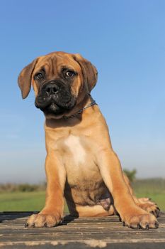 portrait of a purebred puppy Bull Mastiff