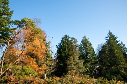 Washington Park Arboretum in Seattle
