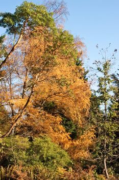 Washington Park Arboretum in Seattle