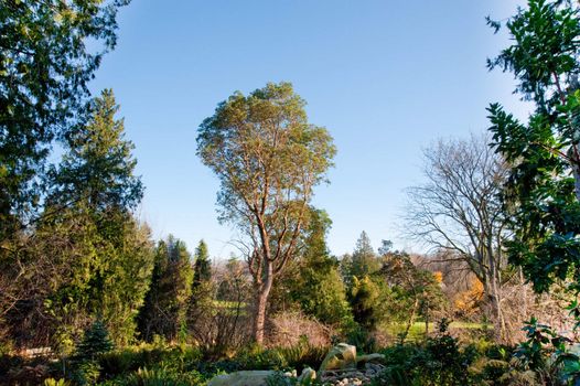 Washington Park Arboretum in Seattle