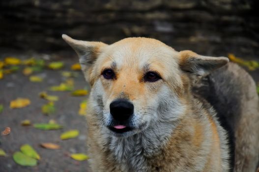 funny dog with tongue on the nature
