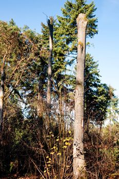 Washington Park Arboretum in Seattle