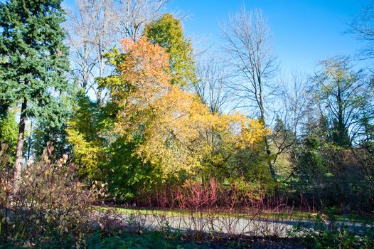 Washington Park Arboretum in Seattle