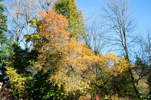 Washington Park Arboretum in Seattle