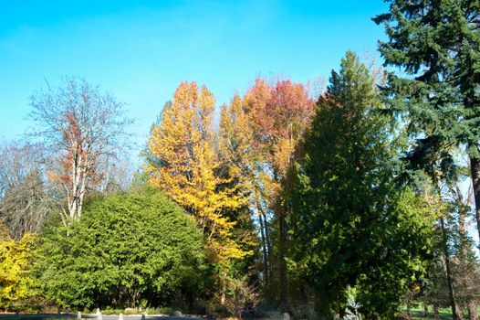 Washington Park Arboretum in Seattle