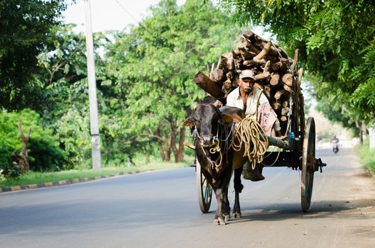 ANURADHAPURA, SRI LANKA - DEC 6: Local man rides bull vintage cart with firewood on Dec 6, 2011 in Anuradhapura, Sri Lanka. Bulls are traditional nature cargo transport in Sri Lanka.