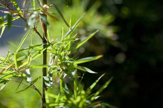 footstalk of a young bamboo