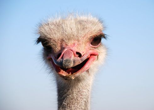Portrait of a funny ostrich close-up