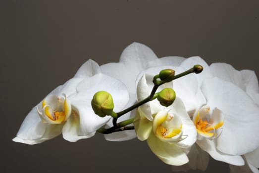 White orchids against a dark background