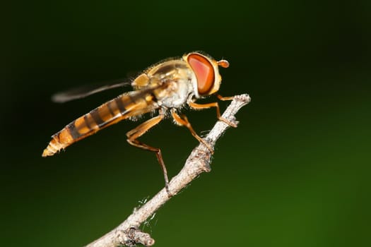 a fly over a flower