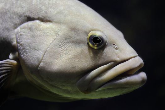 portrait of an ugly fish