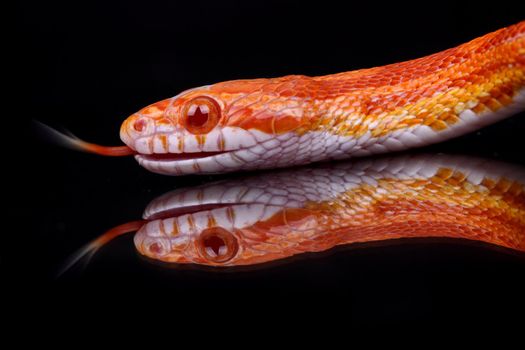 A portrait of a beautiful snake