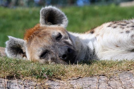 a great hyena