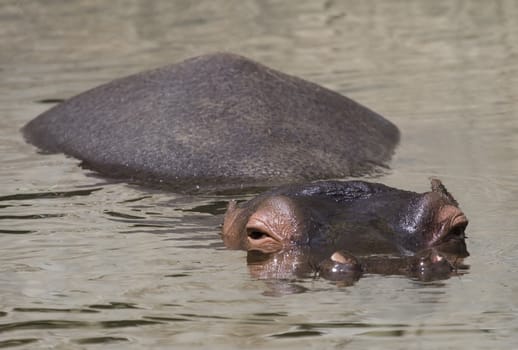 a great and big hippopotamus in africa