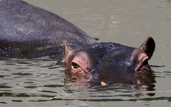a great and big hippopotamus in africa